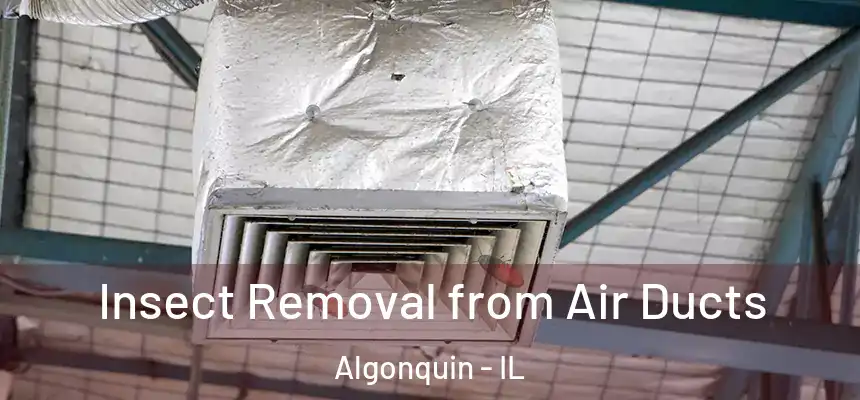 Insect Removal from Air Ducts Algonquin - IL